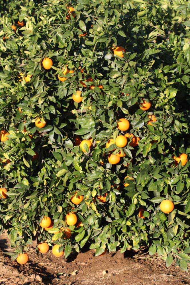            Habit (Riverside, CA)   